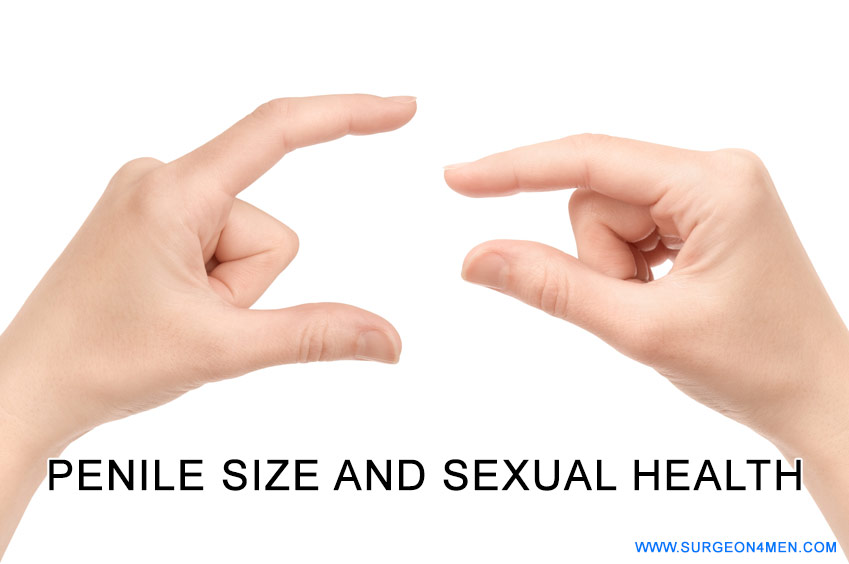 Penile Size Image