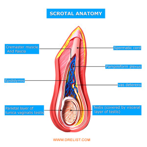 Scrotal Anatomy image