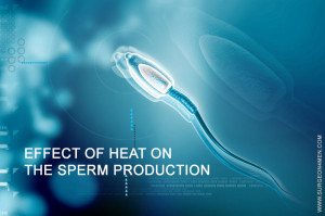 Sperm Production Image